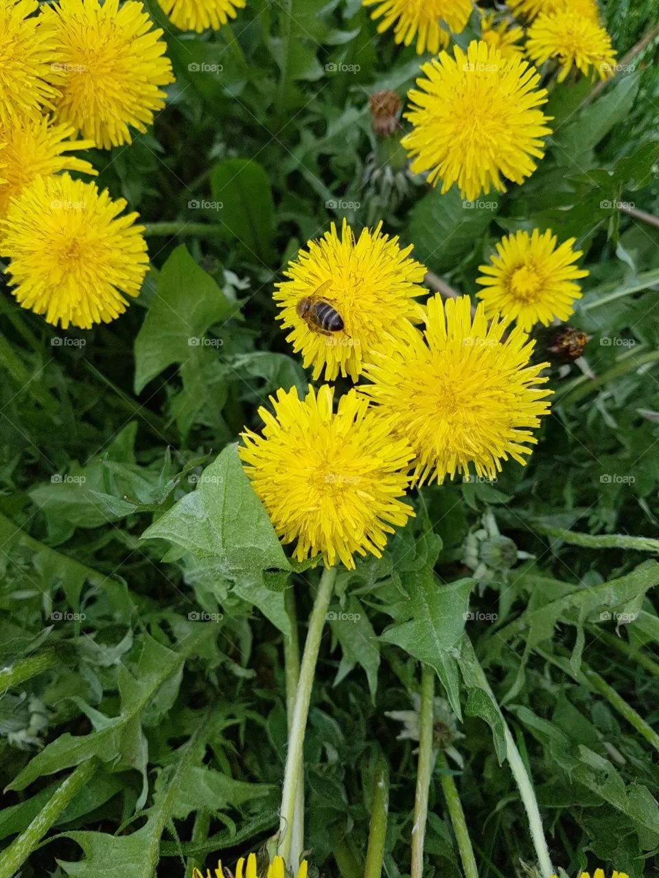 flowers
