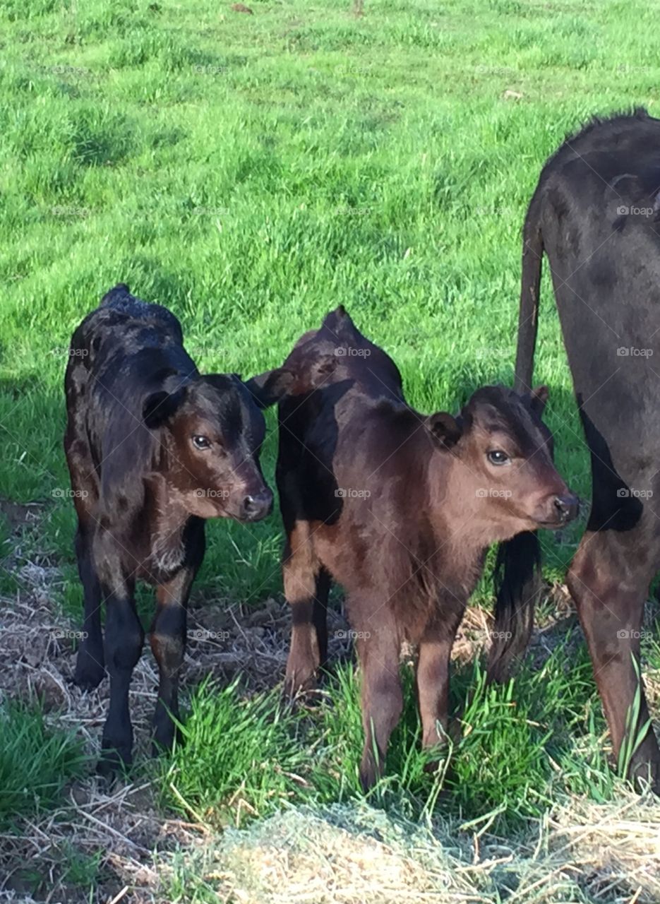 Calves 