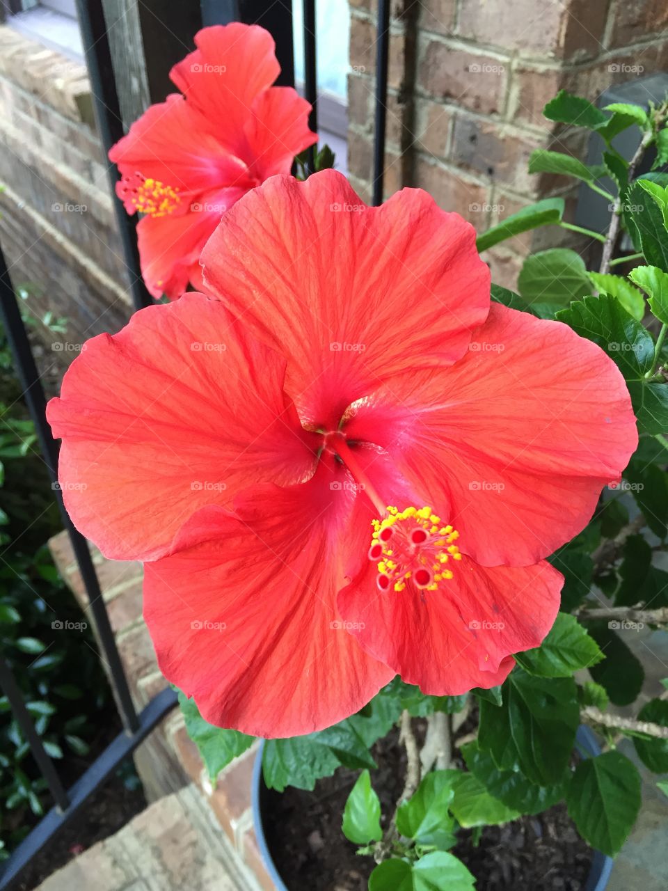 A very Hibiscus morning
