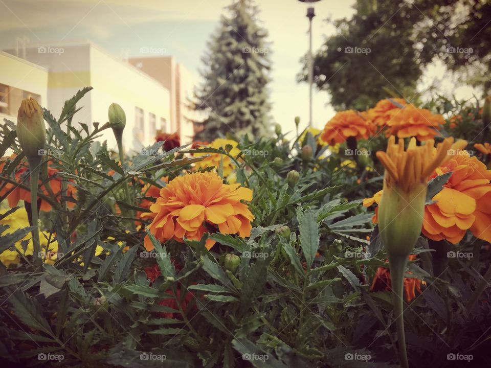 Flowers in the city