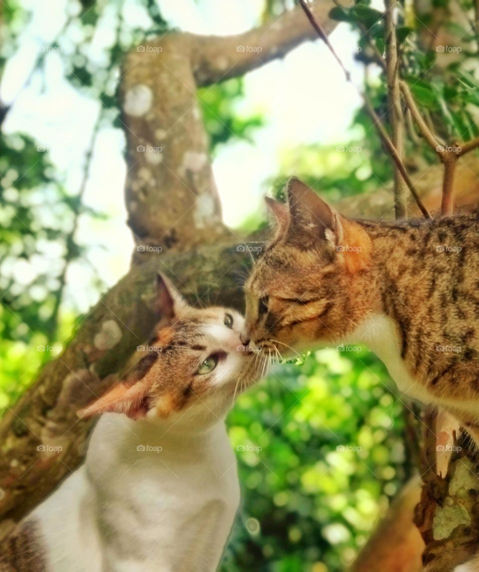 🐱 cats,cats communication