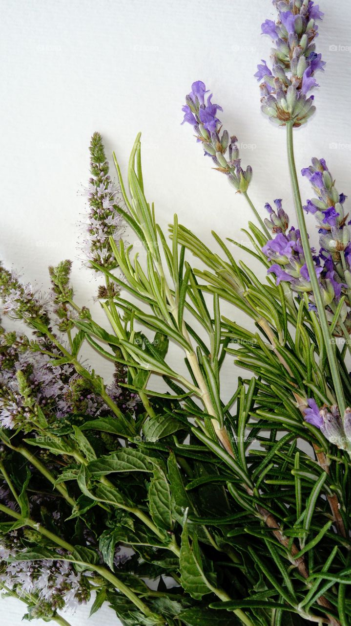 Aromatic herb