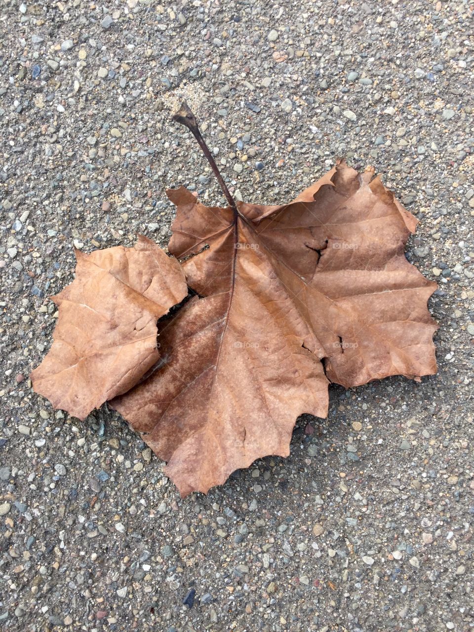 Brown leaf