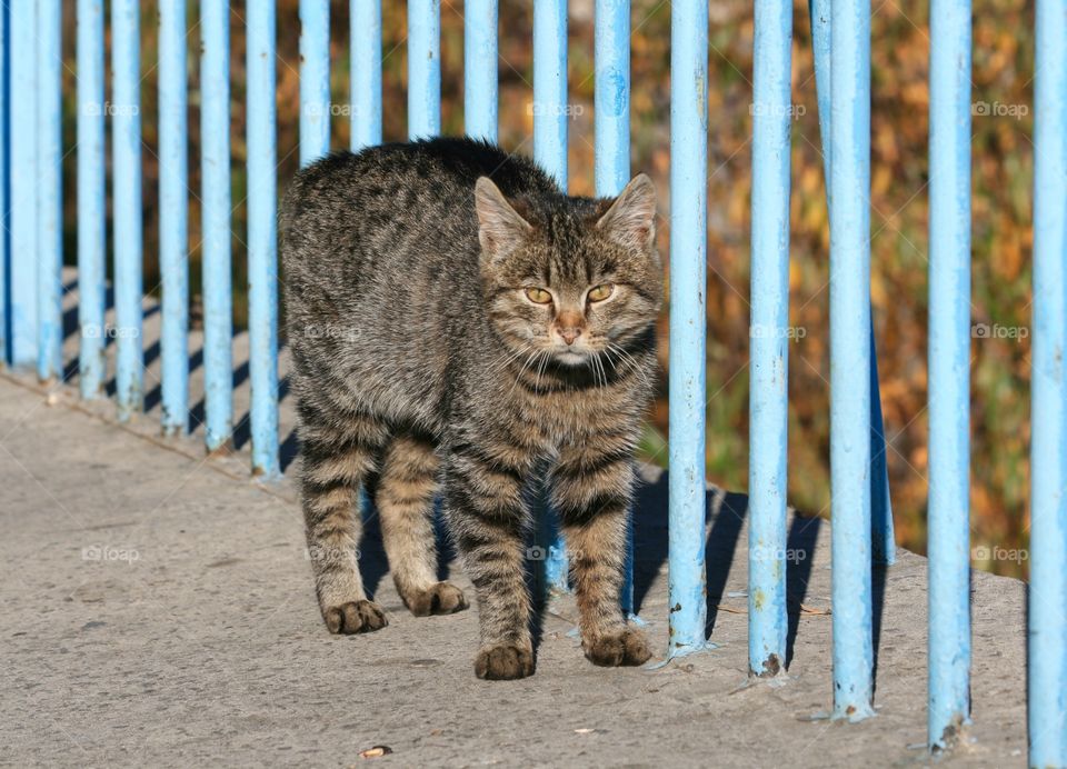 Tabby cat behind fence looking at camera