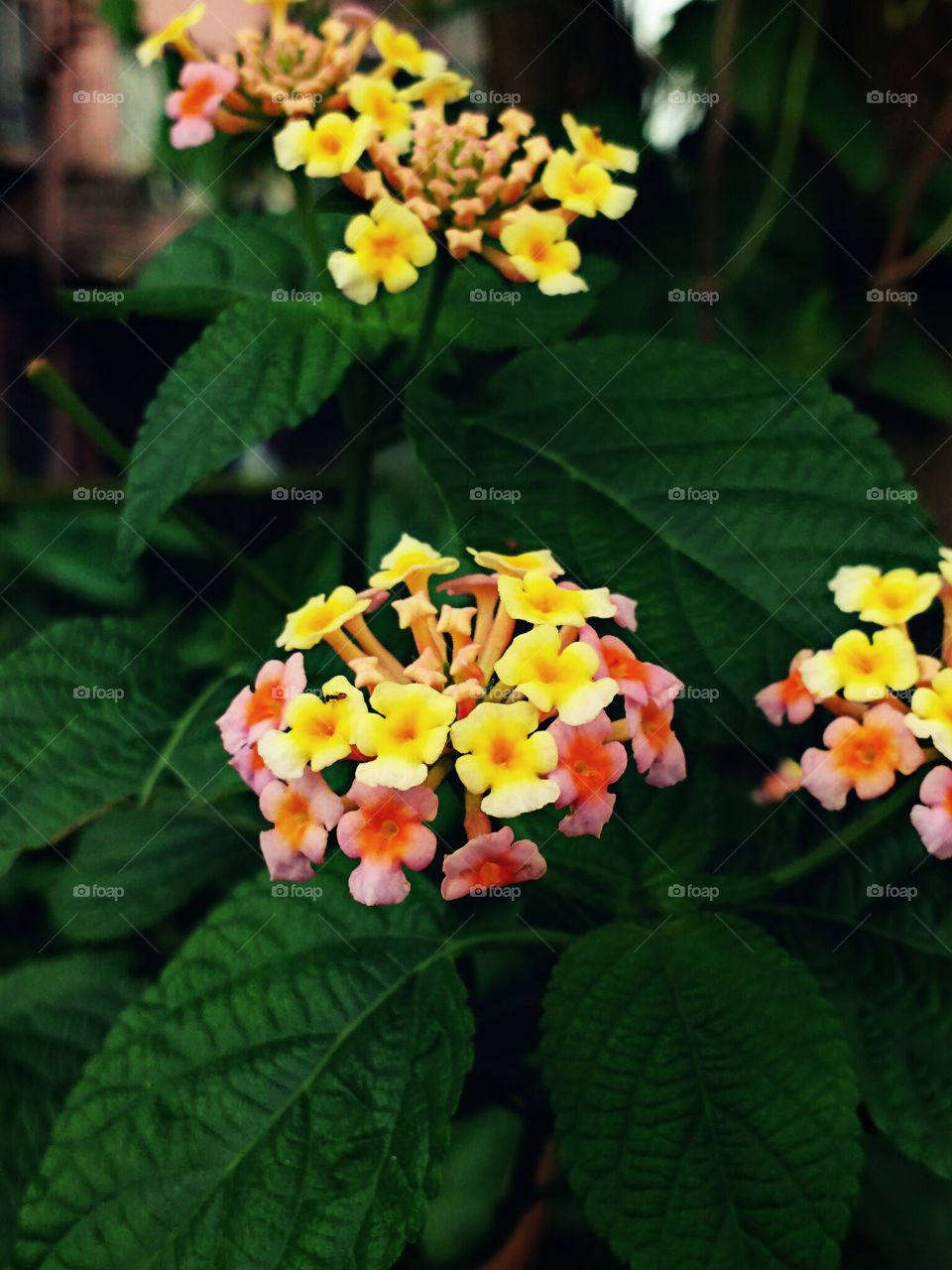 lantana flowers