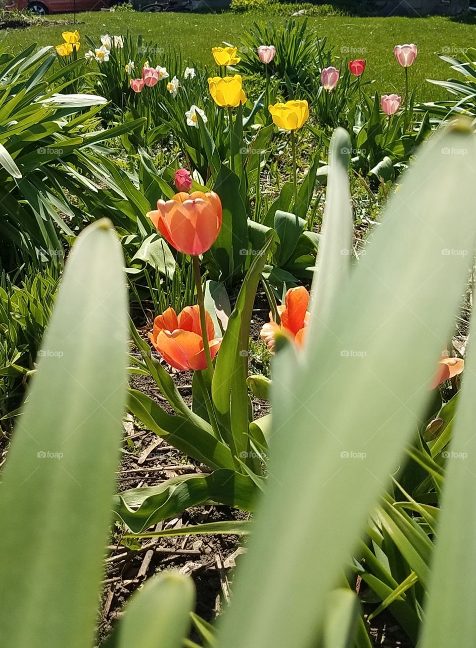 Tulips