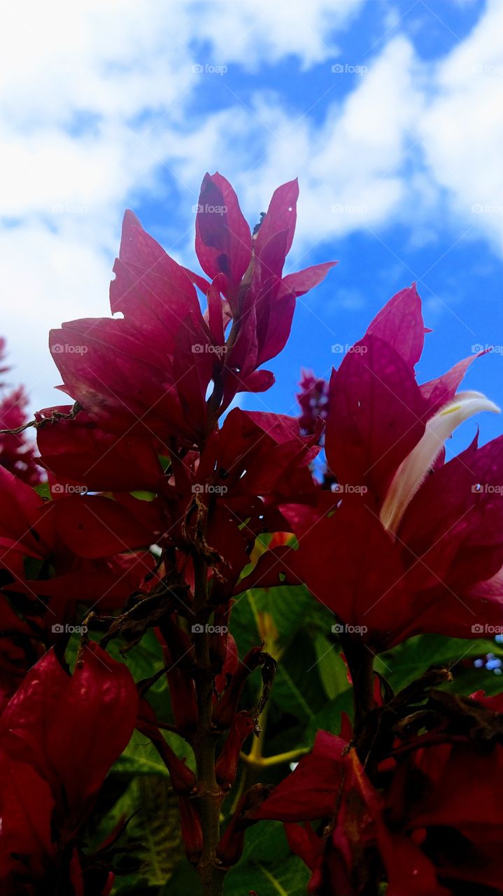 Céu azul ,Flores vermelhas.