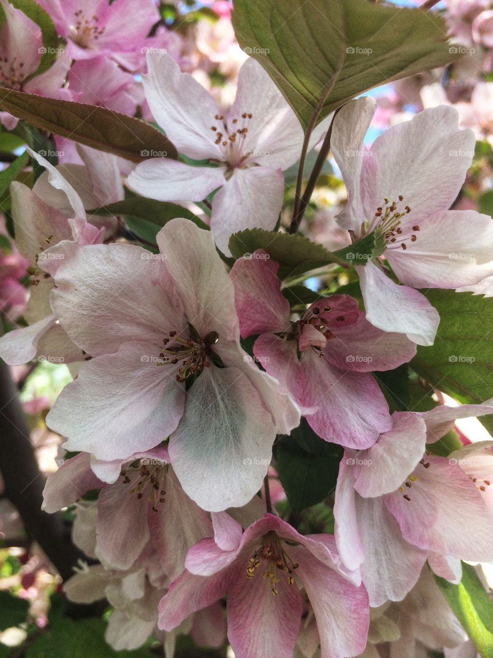 Blossom apple tree garden 
