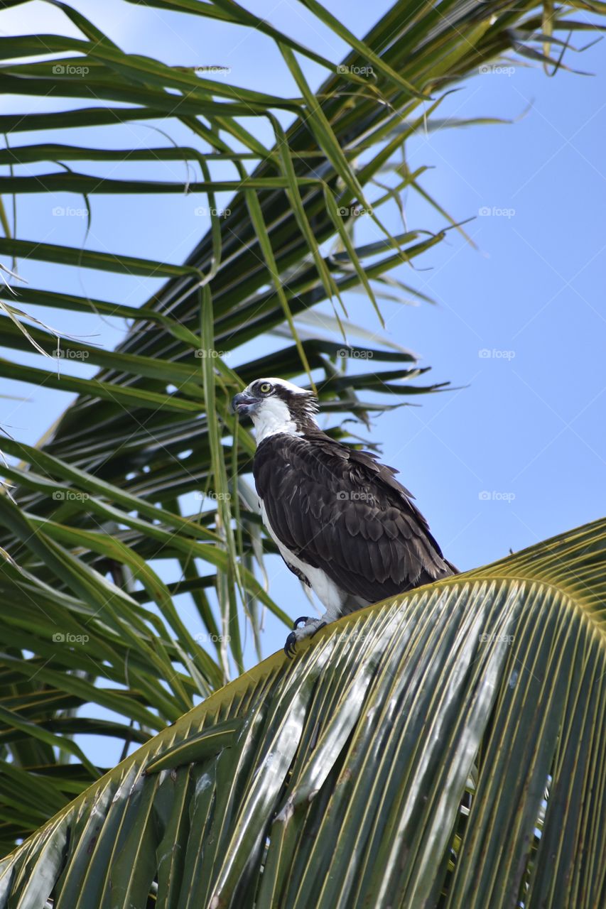 Osprey