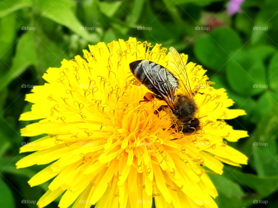 A valuable bee collects pollen and nectar on dandelion in spring.