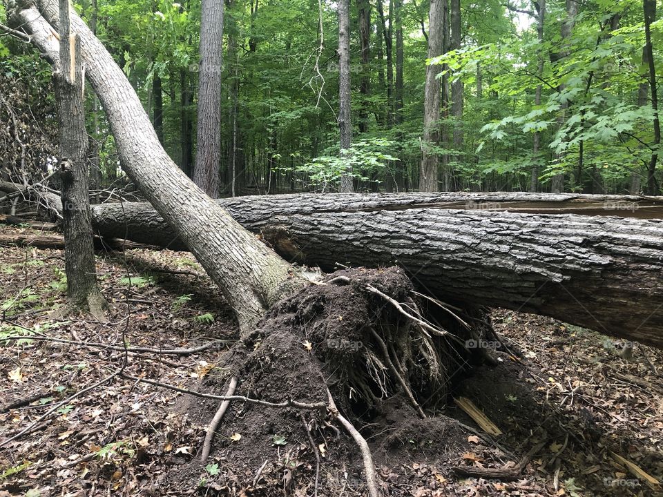 Tree downed by win storm