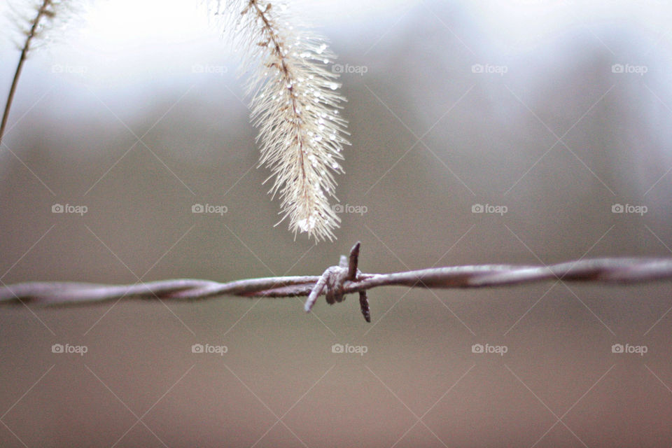 Barwire