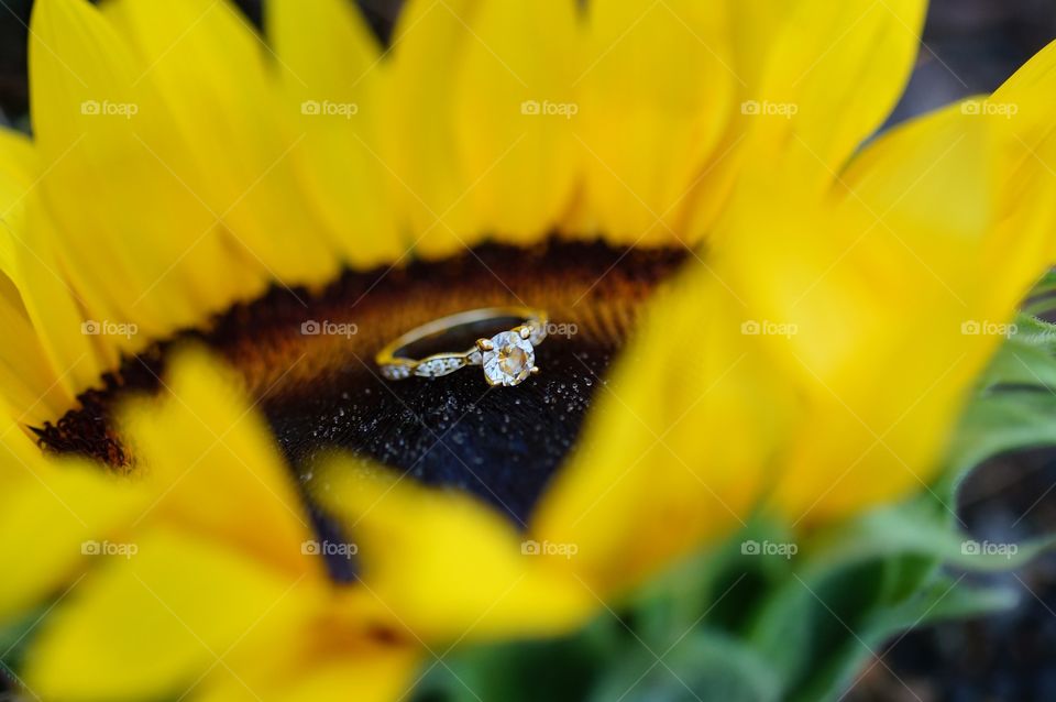 Wedding Ring on a Sunflower Bed