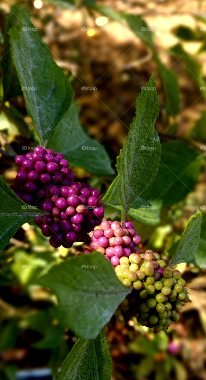 colorful seeds