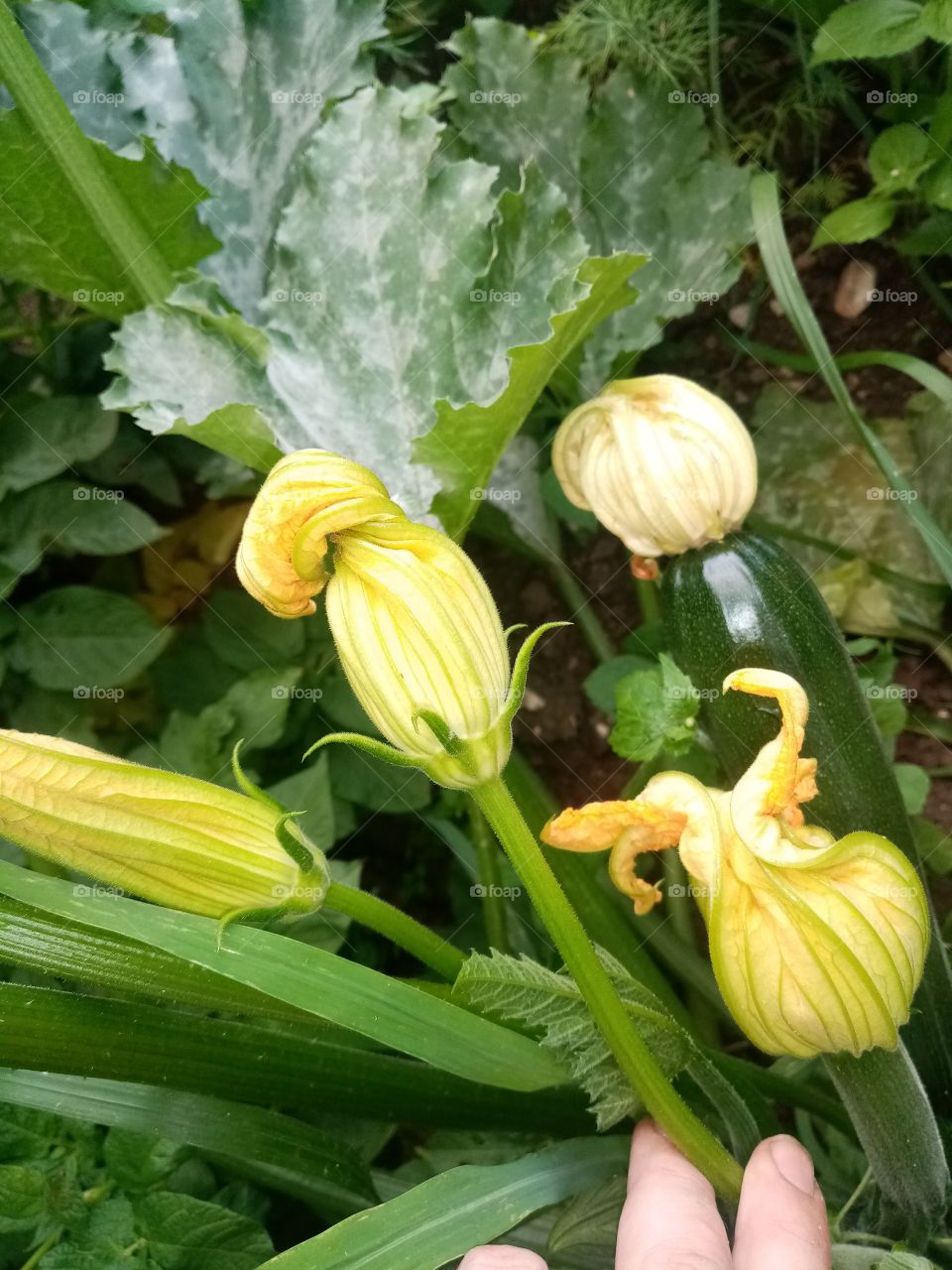 Permacultural garden