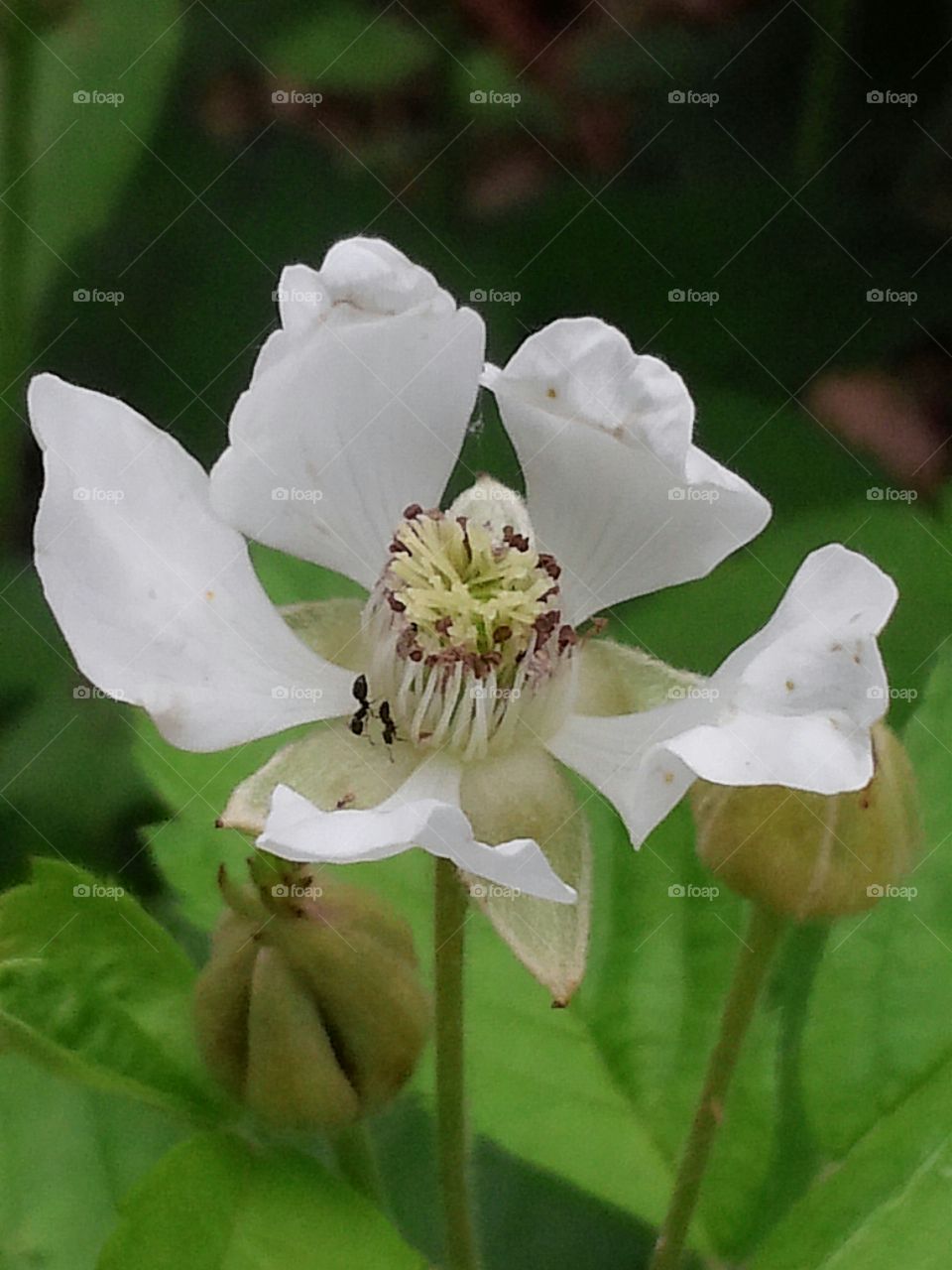 Ants scouting a flower