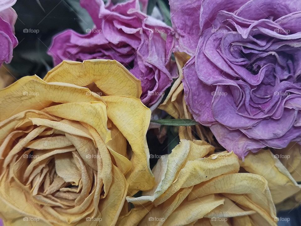 Dried roses also have their charm and beauty - Editors chose - photo of the week