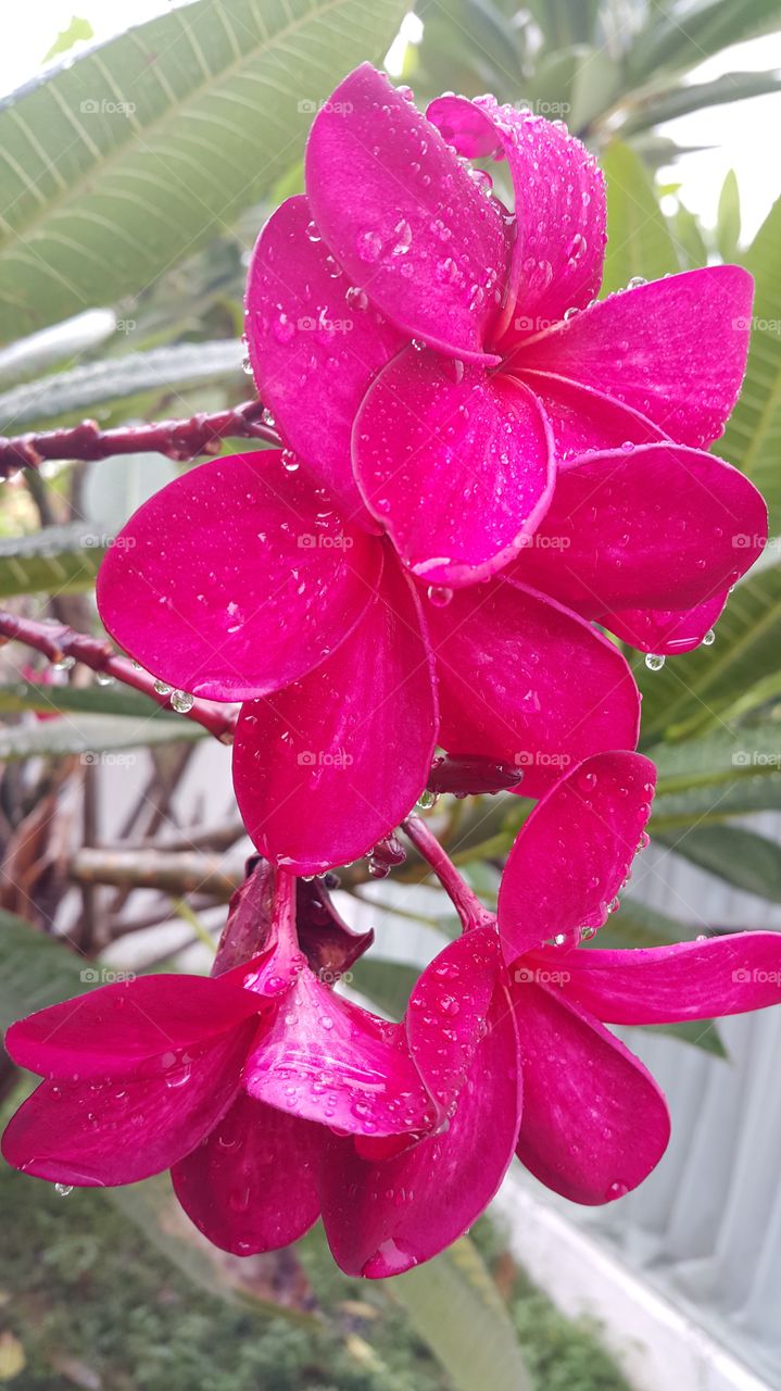 Water drop on flower