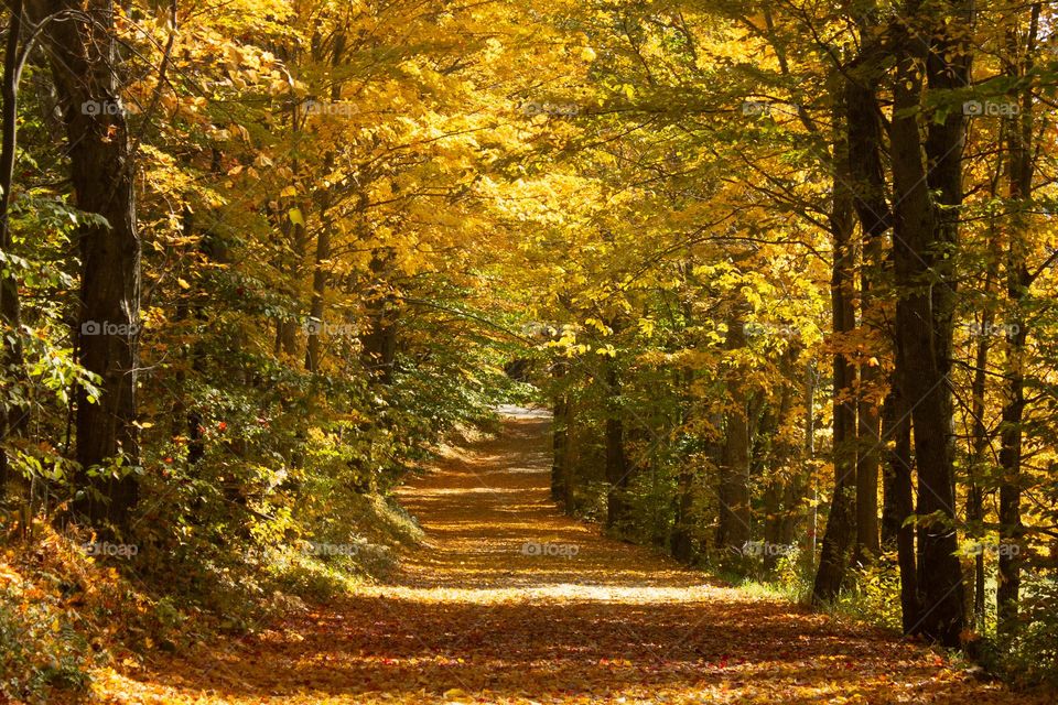 Beautiful New England road in the peak of fall foliage. Vermont in October 2022.