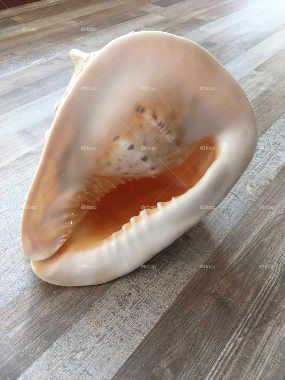 Close-up of large seashell
