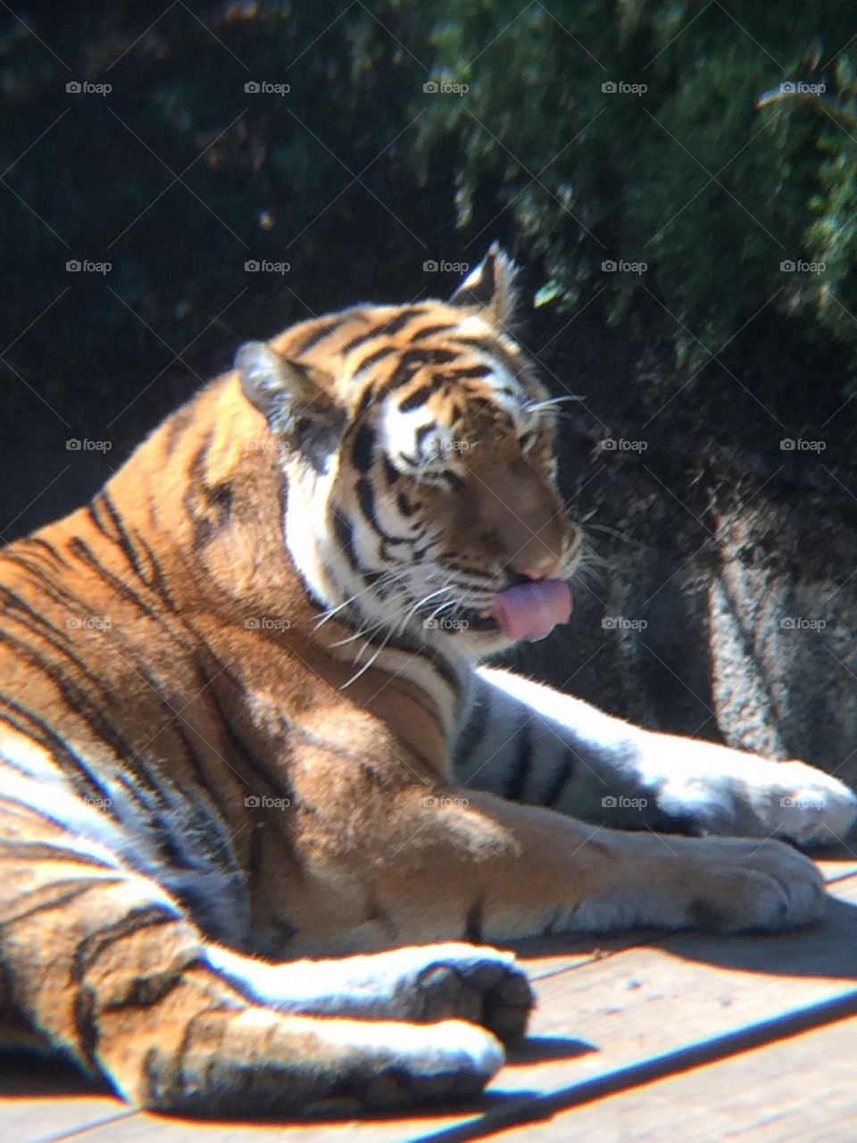 Tiger sunbathing
