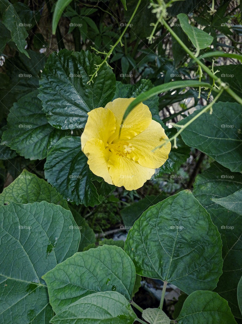 a yellow flower between green leaves