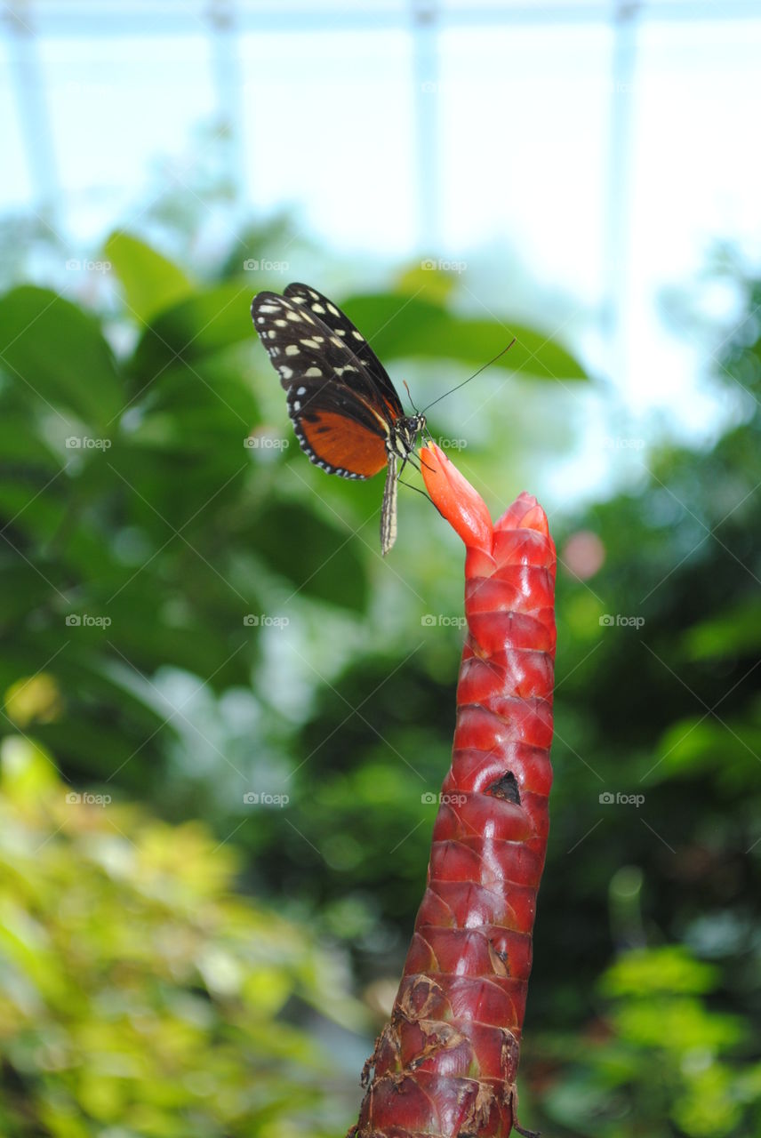 A gorgeous butterfly