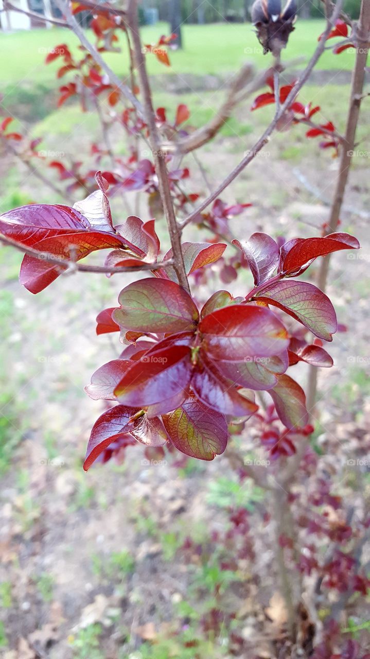 Pretty leaf coloring on a plant in our yard.