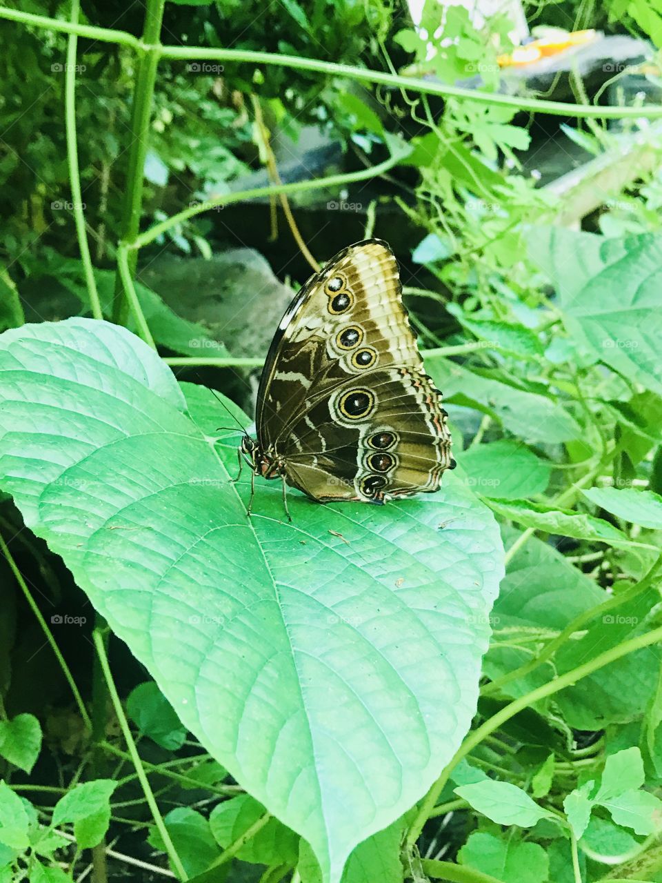 Beautiful butterfly at the zoo of Amsterdam.