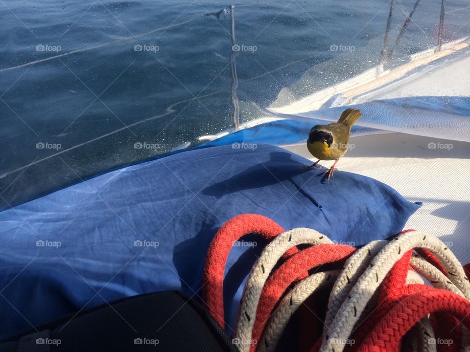 Out of place. An American Redstart makes a pitstop on our sailboat in the Atlantic