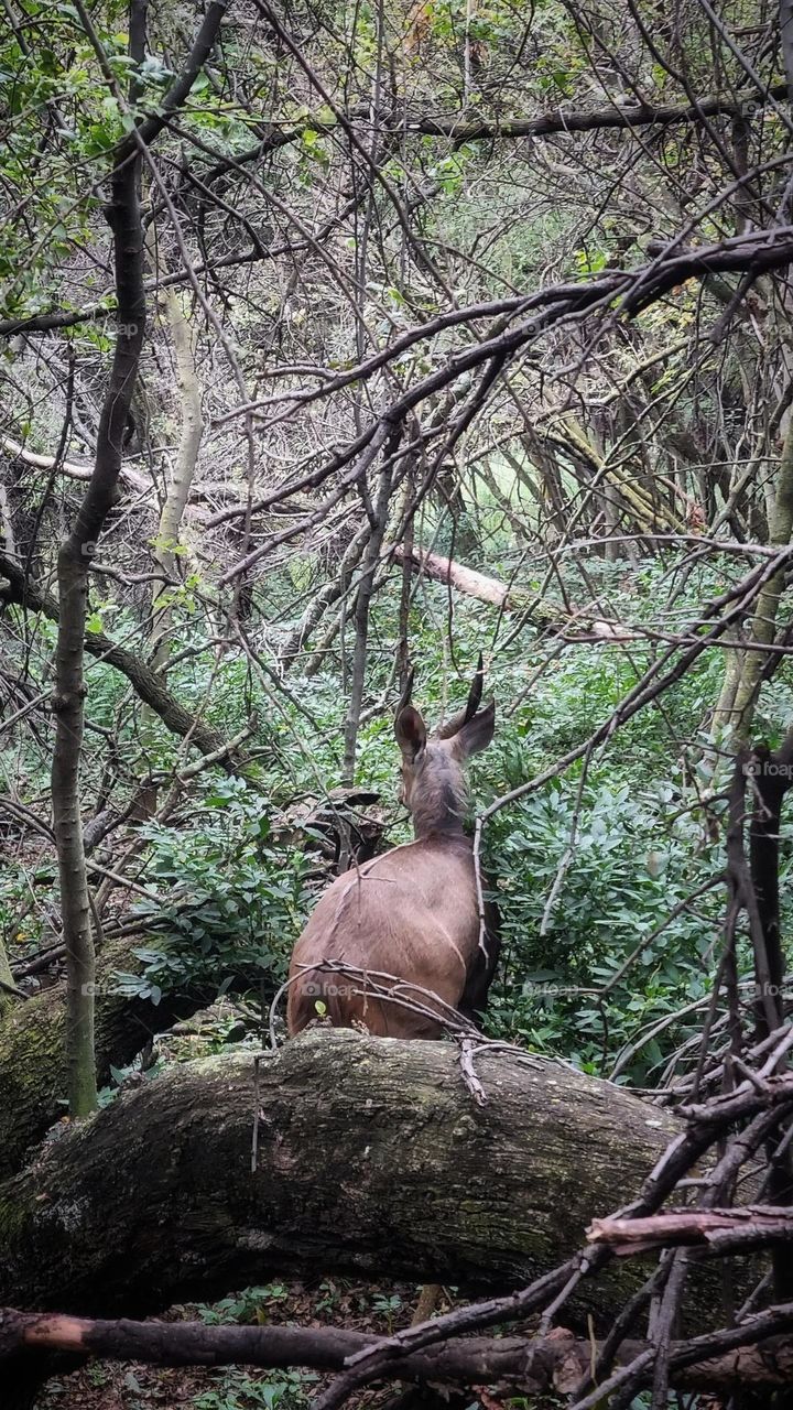 animals roaming in the forest