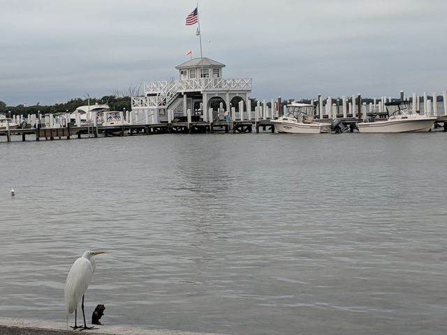 Bird and Flag