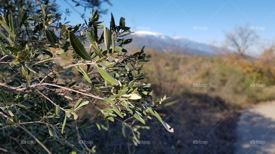 Olive tree