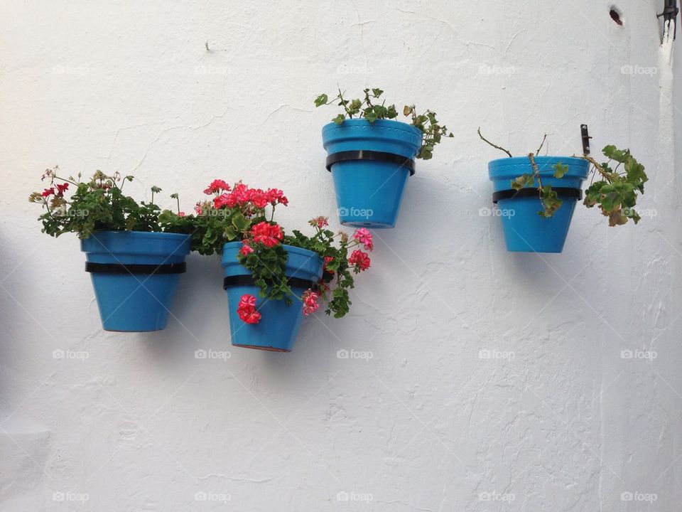 Blue flower pots