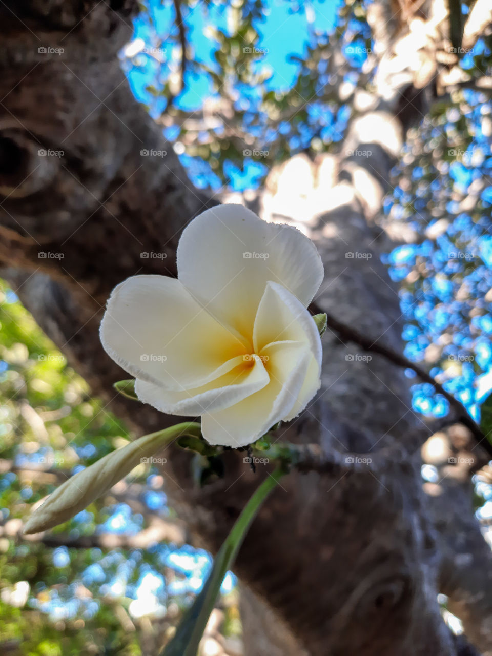 A beautiful temple tree flower in nice white and yellow in the yard. Cool and relaxing with vivid background. A portrait of a plant.