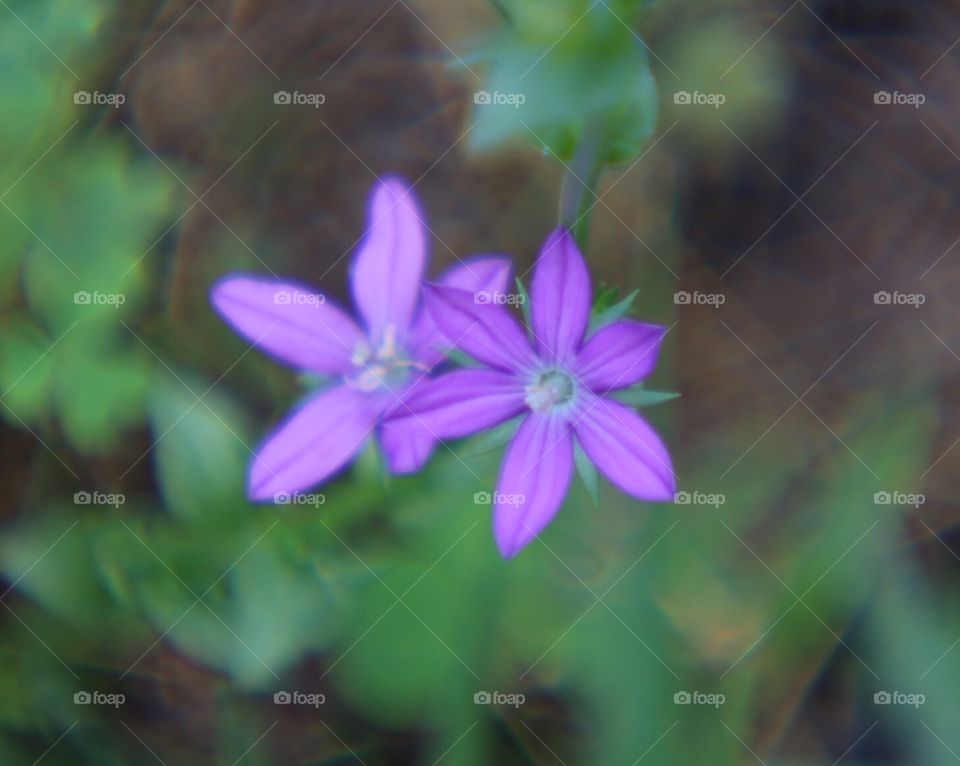 Weeds are pretty too.