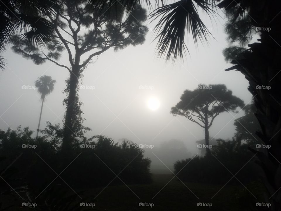 Foggy Morning in Florida