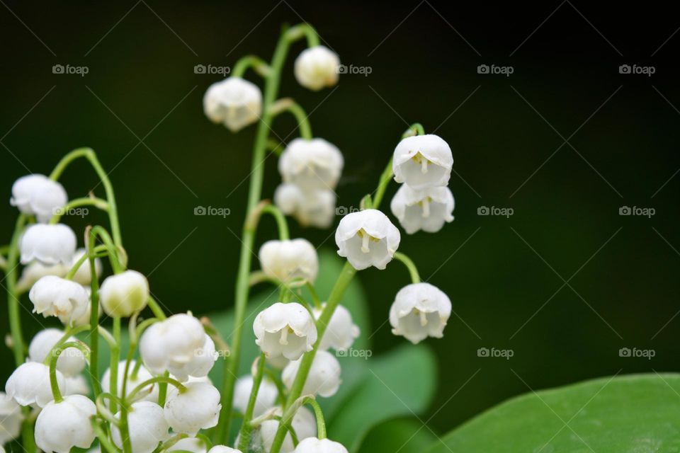 spring flowers beautiful nature