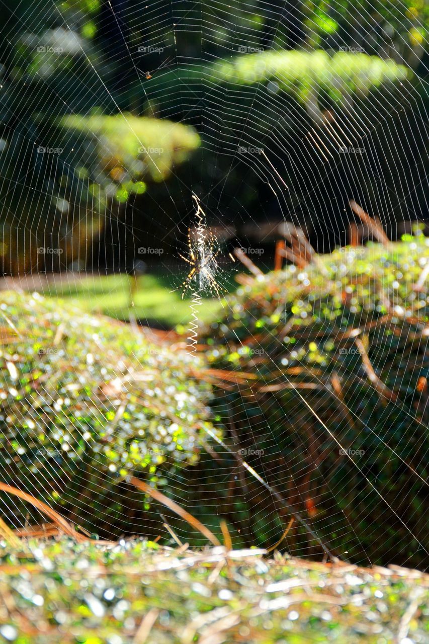 Spiderweb