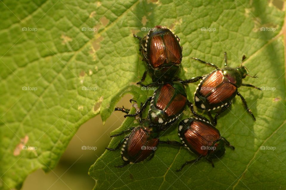 June Bugs or Japanese Beetles