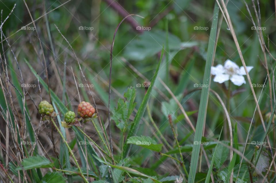 berries