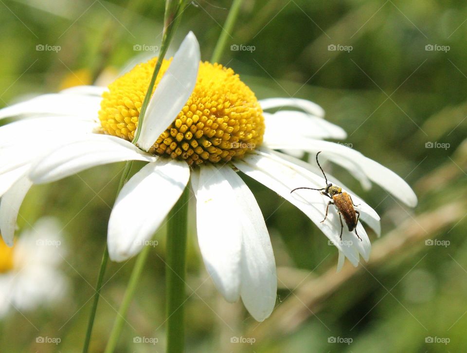 Nature, Summer, No Person, Flower, Insect