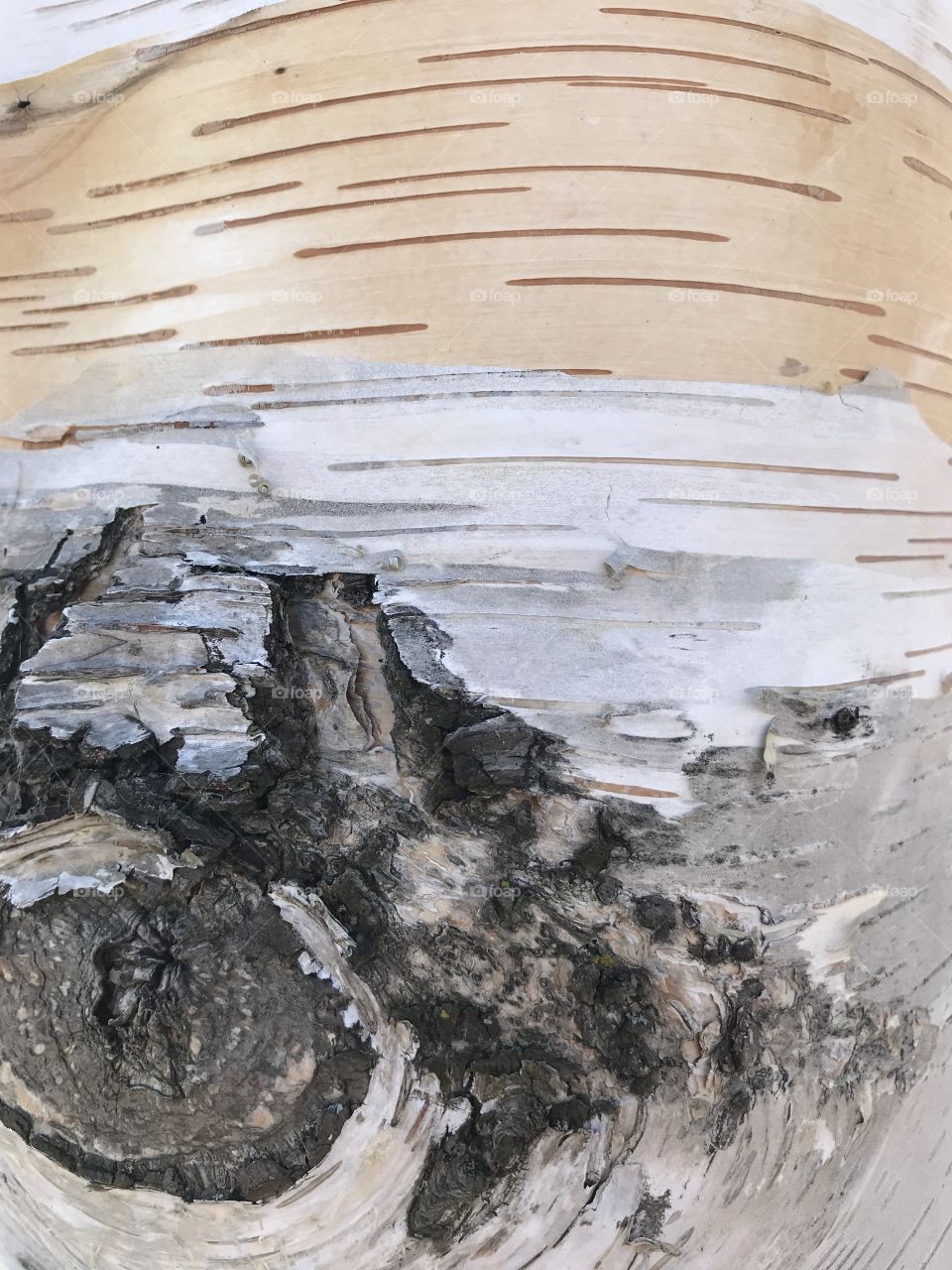 Birch bark background