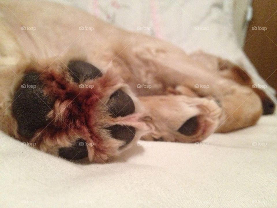 Tired paws