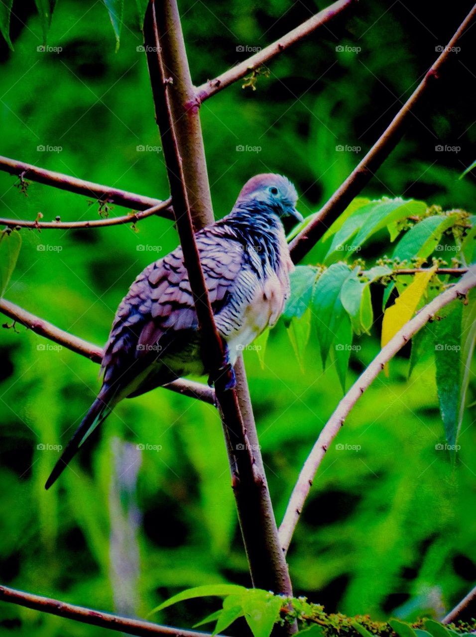 A Zebra Dove