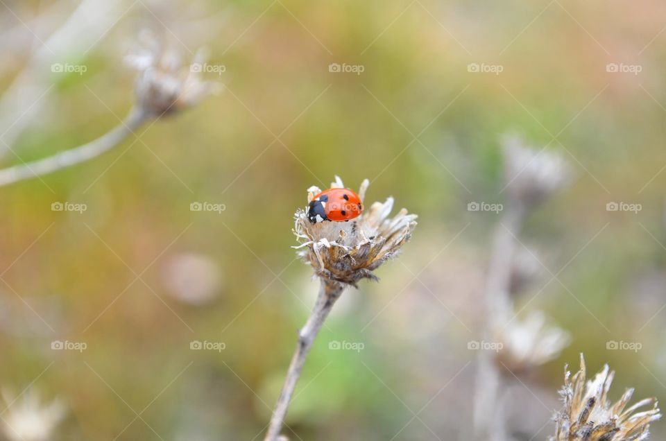 Ladybug