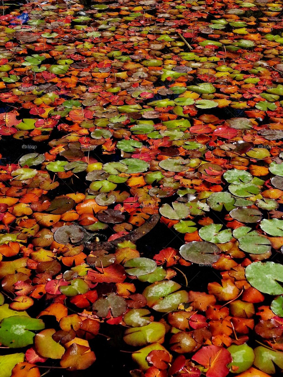 autumn lotus