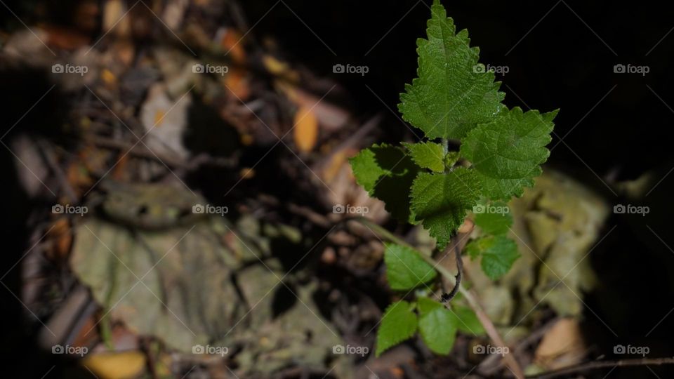 "Capturing the essence of nature's resilience through this vibrant green leaf. 🌿✨"