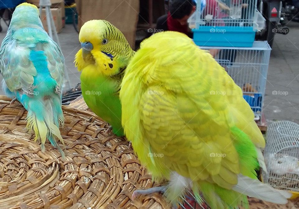 beautiful birds , nice colors , nice eyes