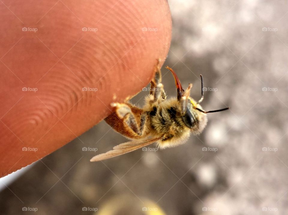 Lonesome honey bee